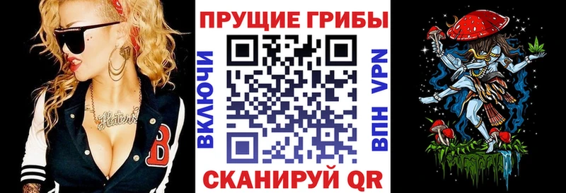 Псилоцибиновые грибы Psilocybe Сосновый Бор